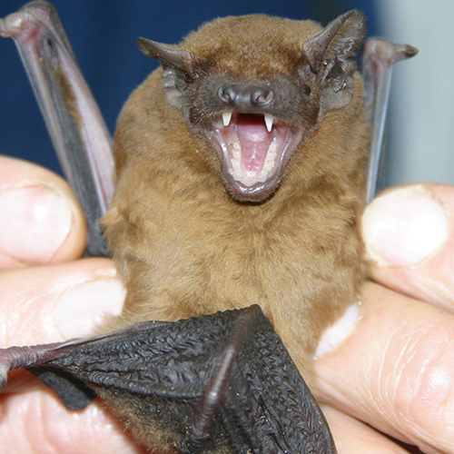 noctule bat